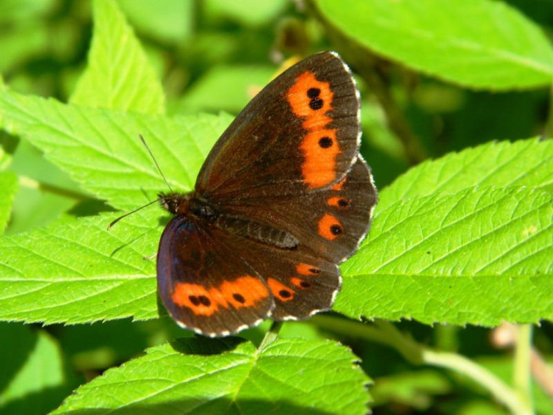 Erebia euryale?